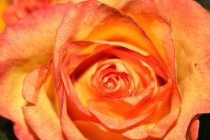 orange rose